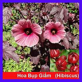 Cây bụp giấm Châu Phi ( Hibiscus lá đỏ) + tặng phân bón cho cây
