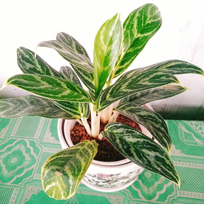 Cây Tiểu Bạch Mã Hoàng Tử - cây cảnh để bàn + tặng phân bón cho cây