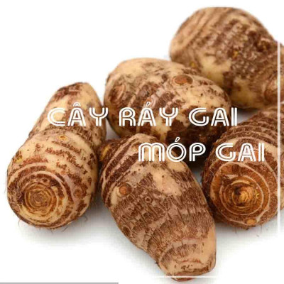 Củ Ráy Gai (Móp Gai) khô 1kg