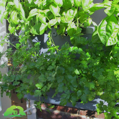 Tự Trồng Rau Đứng Minigarden tại nhà kèm Hệ Thống Tưới Nhỏ Giọt Bán Tự Động 2L/h + Bình Châm Phân Bón cho rau chứa 8 lít và  khung Module Vertical nhập khẩu Châu Âu (Không Cần Thay Đất cho Rau)