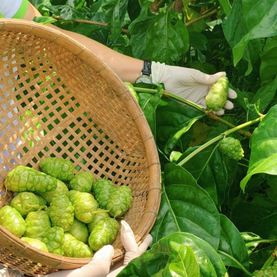 Combo 2 chai Nước cốt trái nhàu SK Noni Juice Premium 375ml