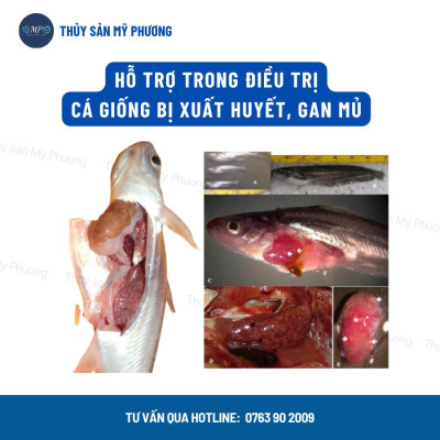 Ks mù lồi mắt vẹo đầu cổ gan thận mủ đốm đỏ Sultrim 24kl phù đầu sưng vòi xuất huyết sình bụng cho cá lươn ếch ốc baba