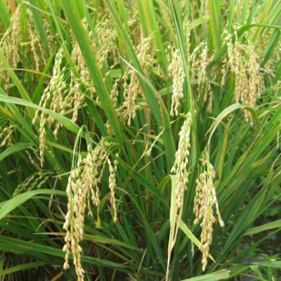 Gạo Ông Thọ ST25 túi 2kg hút chân không - Gạo ngon nhất thế giới năm 2019 tại MANILA