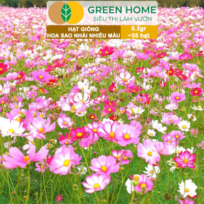 Hạt Giống Hoa Sao Nhái Mix Greenhome, Gói 0,3gr~35 hạt, Sai Hoa, Màu Rực Rỡ, Dễ Trồng Quanh Năm, Nảy Mầm Cao H13