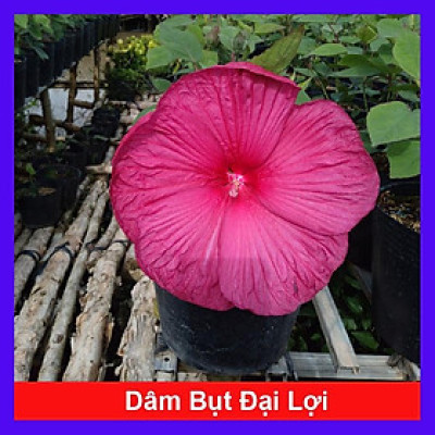 Cây Hoa Dâm Bụt Đại Lợi - cây cảnh đẹp + tặng phân bón cho cây mau lớn