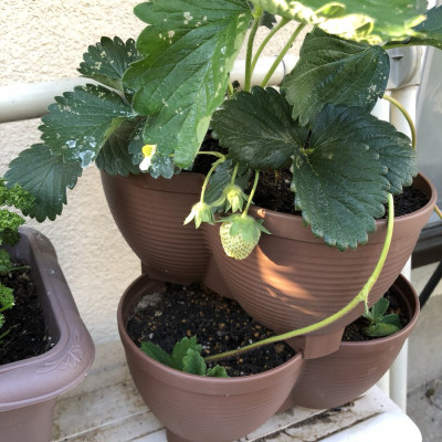 Bộ tháp trồng rau sạch tiện lợi 3 cánh Yamada 4 in 1 hàng Made in Japan 