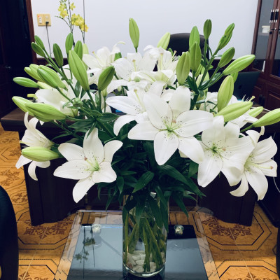 Eyeliner Lily (hoa Lily Eyeliner)