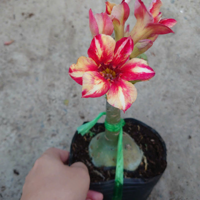 Cây Hoa Sứ Thái Ghép (giao màu ngẫu nhiên)