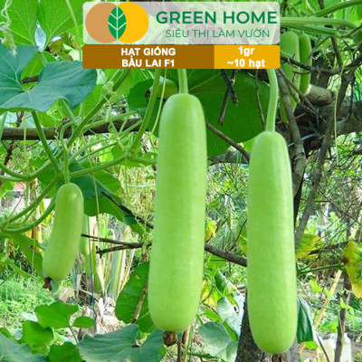 Hạt Giống Bầu Lai Greenhome, Gói 1gr~10 hạt, Dễ Trồng Quanh Năm, Nảy Mầm Cao, Thu Hoạch Nhanh, Năng Suất Cao T09