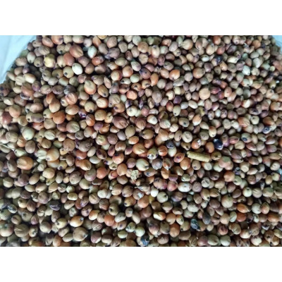 500GRAM CAO LƯƠNG ĐỎ (BO BO ĐỎ) CHO CHIM,VẸT