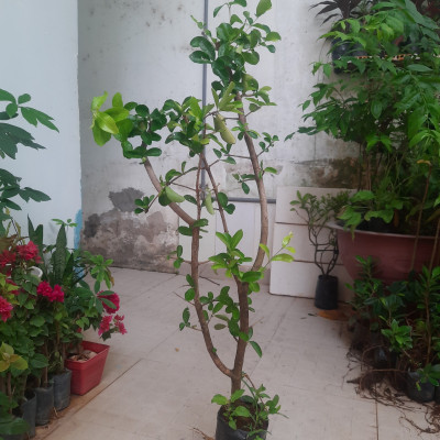 Cây sơ ri chiều cao khoảng 1m lựa chọn cây