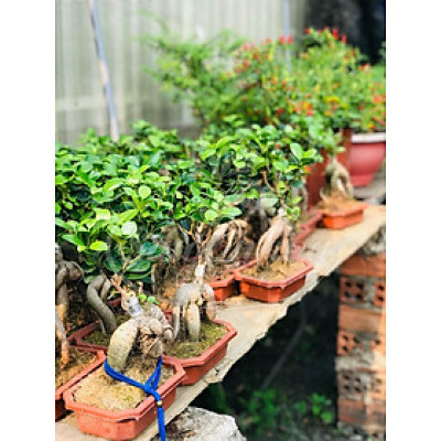 Cây si nhật bonsi để bàn