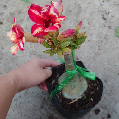 Cây Hoa Sứ Thái Ghép (giao màu ngẫu nhiên)