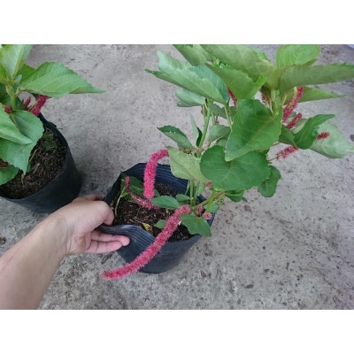 Cây Râu Lân - cây cảnh đẹp + tặng phân bón cho cây