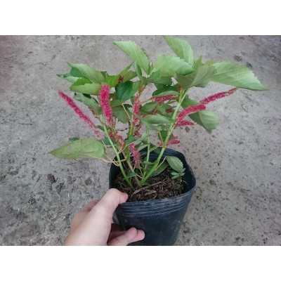 Cây Râu Lân - cây cảnh đẹp + tặng phân bón cho cây