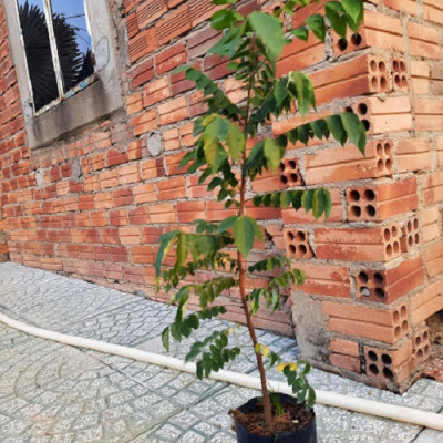 Cây khế chua ươm hạt, chiều cao khoảng 60cm