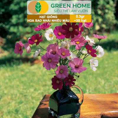 Hạt Giống Hoa Sao Nhái Mix Greenhome, Gói 0,3gr~35 hạt, Sai Hoa, Màu Rực Rỡ, Dễ Trồng Quanh Năm, Nảy Mầm Cao H13
