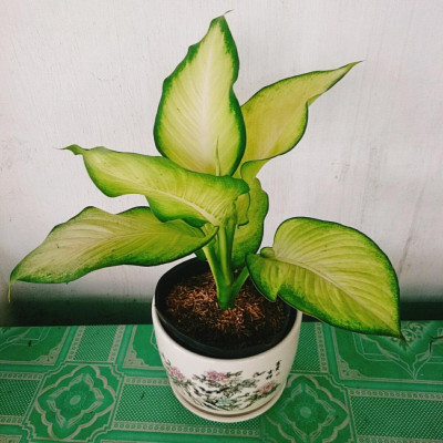 Cây Thiên Hoàng - cây cảnh để bàn + tặng phân bón cho cây