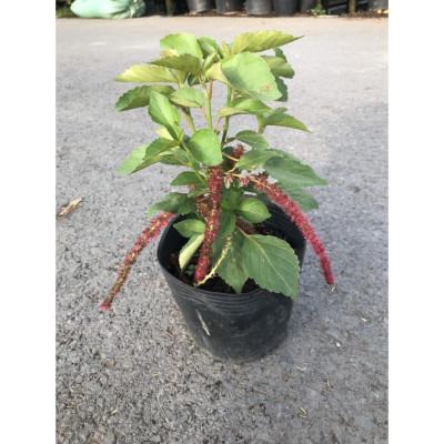 Cây Râu Lân - cây cảnh đẹp + tặng phân bón cho cây