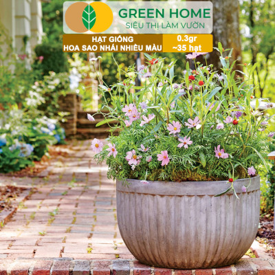 Hạt Giống Hoa Sao Nhái Mix Greenhome, Gói 0,3gr~35 hạt, Sai Hoa, Màu Rực Rỡ, Dễ Trồng Quanh Năm, Nảy Mầm Cao H13