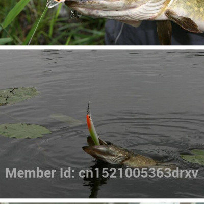 Mồi Câu Con Cá Dài