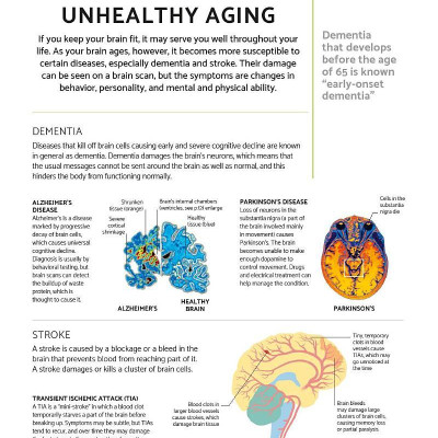 The Brain Fitness Book: Activities And Puzzles To Keep Your Mind Active And Healthy