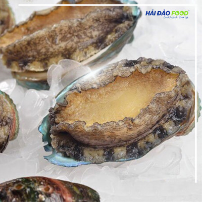 Bào Ngư Thượng Hải Size 15-17 Con/Kg- 1 Kg