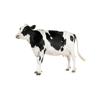 Sách - Flashcards - Dạy Trẻ Về Thế Giới Xung Quanh - Minh Thắng