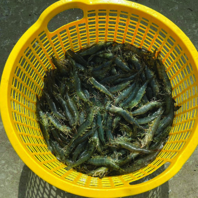 Đặc trị nhiễm khuẩn đường ruột tôm cá SULTRI AQUA