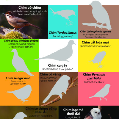 Dán Hình Nhận Biết Động Vật - Chim Và Côn Trùng (Song Ngữ Việt-Anh)