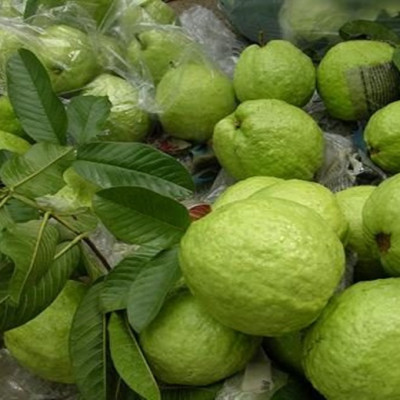 [Chi Giao HCM] Ổi Đài Loan Giòn Ngọt - 10kg