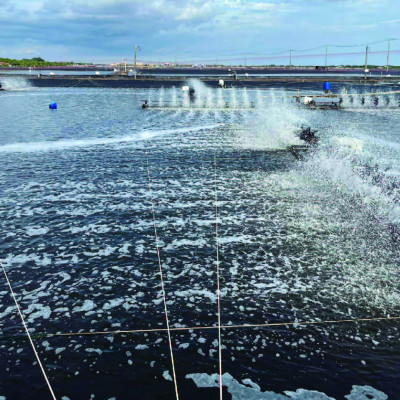 Dinh dưỡng sinh khối cho vi sinh quang hợp NUTRI RHODO