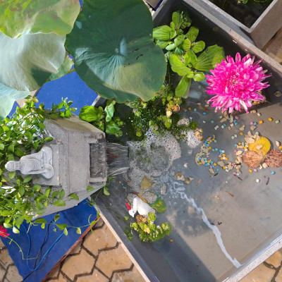 Hồ cá ban công, hồ cá thủy sinh, hồ cá tiểu cảnh, hồ cá sân vườn , bể cá ban công, hồ cá phong thủy, Hồ cá tiểu cảnh sân vườn, Hồ cá thủy sinh đá tự nhiên, hồ cá mini