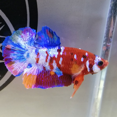 ParaKill | Chế Tác Sinh Học - Dưỡng Cá Cảnh Cá Nước Ngọt và Nước Mặn