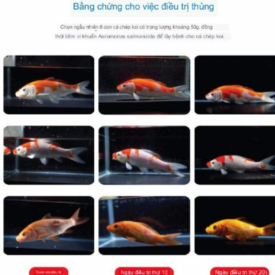 Thuốc trị nấm rất nhậy cho cá cảnh BIO CLEAN 50NL, 100ML