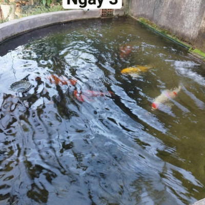 Đèn UV Diệt Khuẩn 20W, 30W, 55W, 75W, 100W, 150W, 200W Uv AQUA+ SUV Xử Lý Nước Bể Cá Koi, Hồ Thủy Sinh, Nước Sinh Hoạt, Chăn Nuôi Hiệu Quả ( có đối trọng)