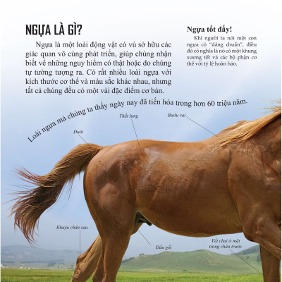 Bách khoa thư cho cả nhà - Thế giới chim muông bằng tranh