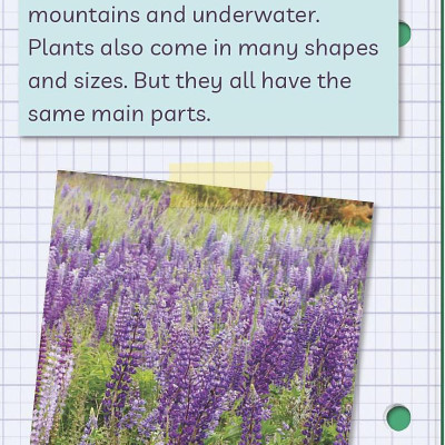 Ada Twist, Scientist: The Why Files #2: All About Plants!