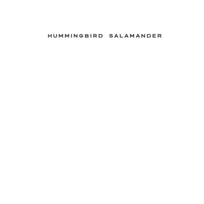 Hummingbird Salamander