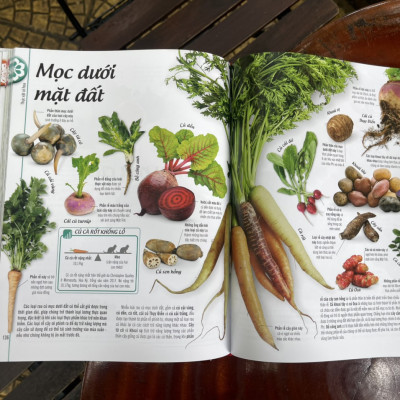 [Bìa cứng in màu toàn bộ] BÁCH KHOA THƯ VỀ THẾ GIỚI THỰC VẬT – Cây, Là, Hoa và Hạt – DK – Đinh Tị