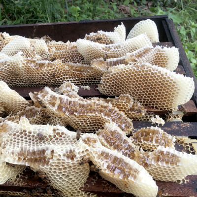 Nến Sáp Ong 65 Giờ Kèm Dĩa Gỗ Dừa 10cm : Khử Mùi Hôi Phòng Kín, Làm Sạch Không Khí, Thơm Nhẹ Mùi Mật Ong - HÀNG CHÍNH HÃNG