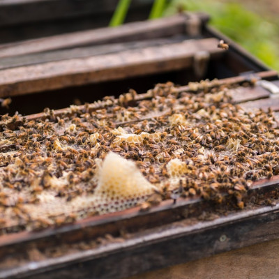 Mật ong rừng sữa chúa – Rừng Nhiệt Đới chai 730g có vị ngọt đậm thơm hương sữa ong chúa