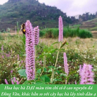 MẬT ONG BẠC HÀ PO MỶ OCOP HÀ GIANG CHÍNH HÃNG 500ML, MẬT ONG BẠC HÀ NGUYÊN CHẤT ĐẶC SẢN HÀ GIANG