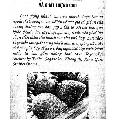 Kỹ Thuật Trồng Dâu Tây