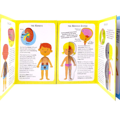 The Incredible Human Body - My First Human Body Book - New Version