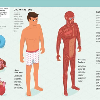 Lift The Flaps: Human Body (Discovery Lift The Flaps)