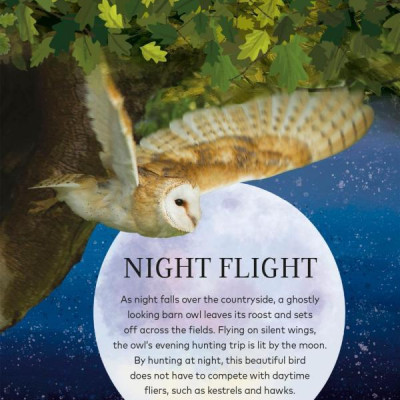 Through The Night Sky: A Collection Of Amazing Adventures Under The Stars
