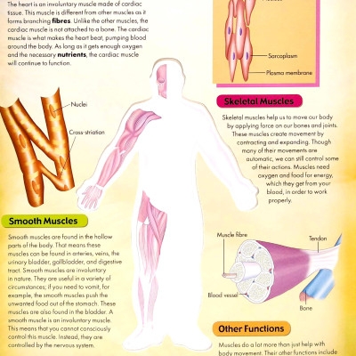 Discover 3D Human Body - Black Cover