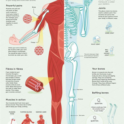 Lift The Flaps: Human Body (Discovery Lift The Flaps)