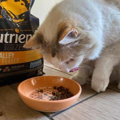 Thức Ăn Hạt Cho Mèo Nutrience Subzero Bao 500g & 2.27kg Vị Gà Tây Và 6 Loại Cá Biển Trái Cây Rau Củ Quả